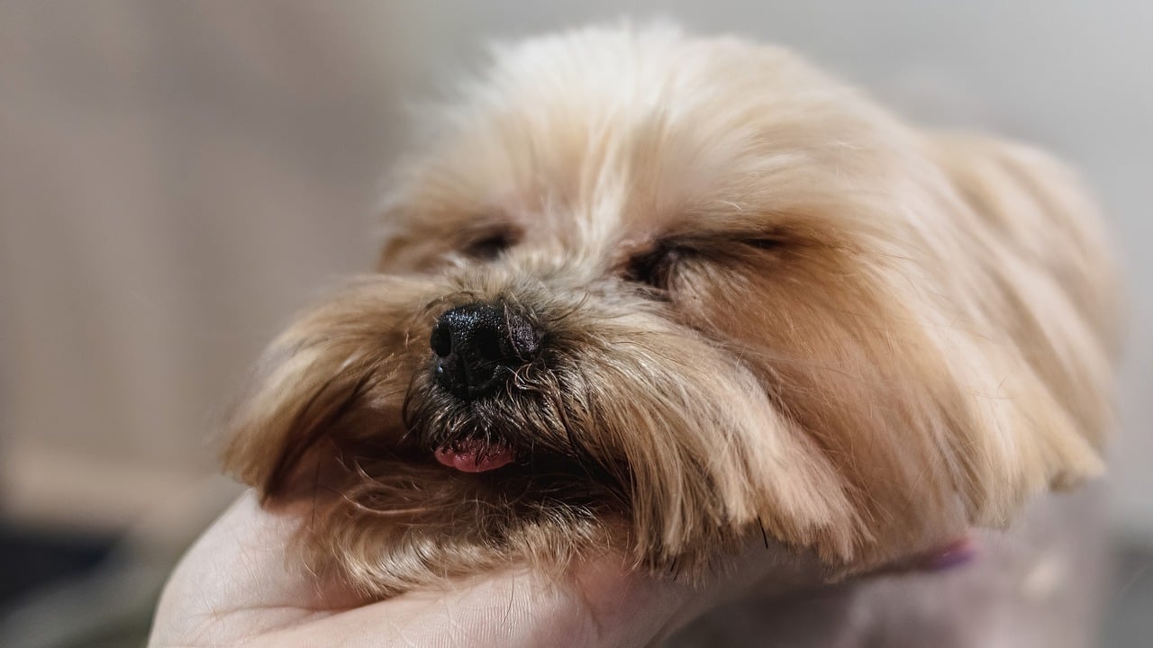 How to Help Your Pet Cope with Grooming Changes